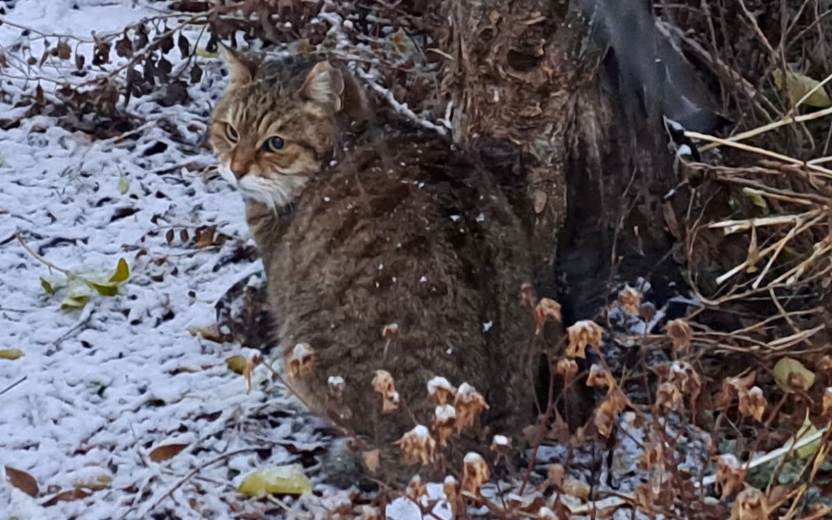 Nako looks like a lynx