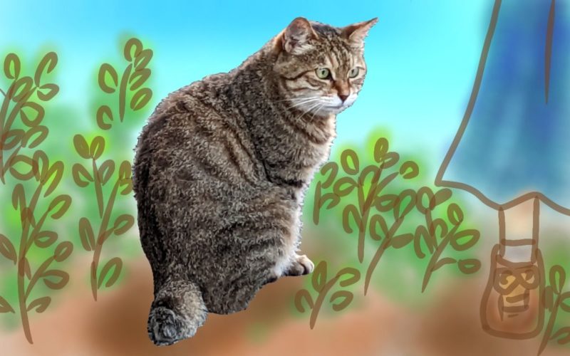 足元に寄り添うキジ猫なこ（キジトラ）/ Nako the brown tabby cat sitting at my feet.