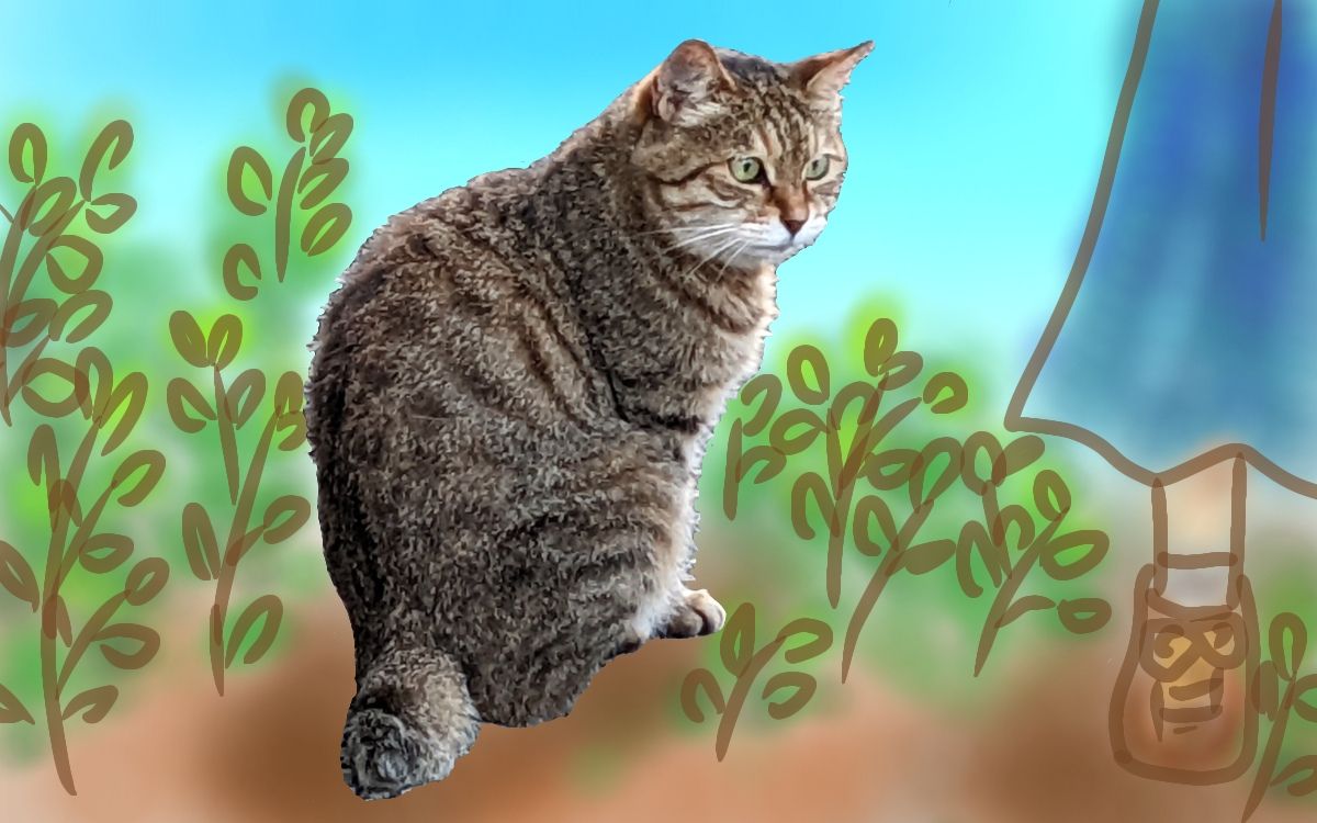 足元に寄り添うキジ猫なこ（キジトラ）/ Nako the brown tabby cat sitting at my feet.