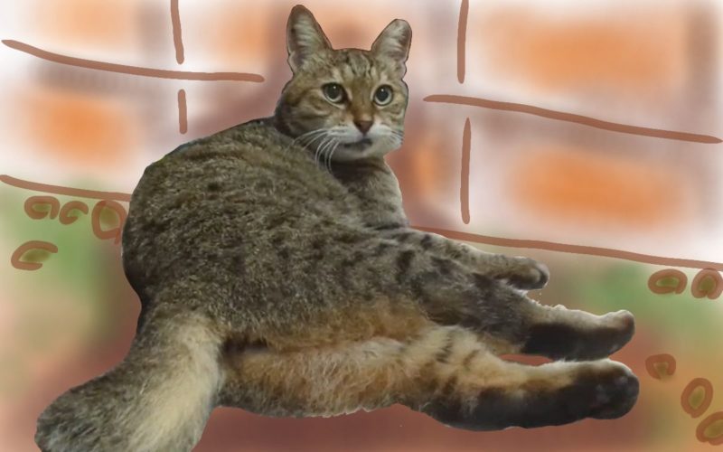 庭でくつろぐキジ猫なこ（キジトラ）/ Nako the brown tabby cat relaxing in the garden.