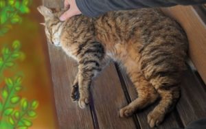Nako sleeping on the bench