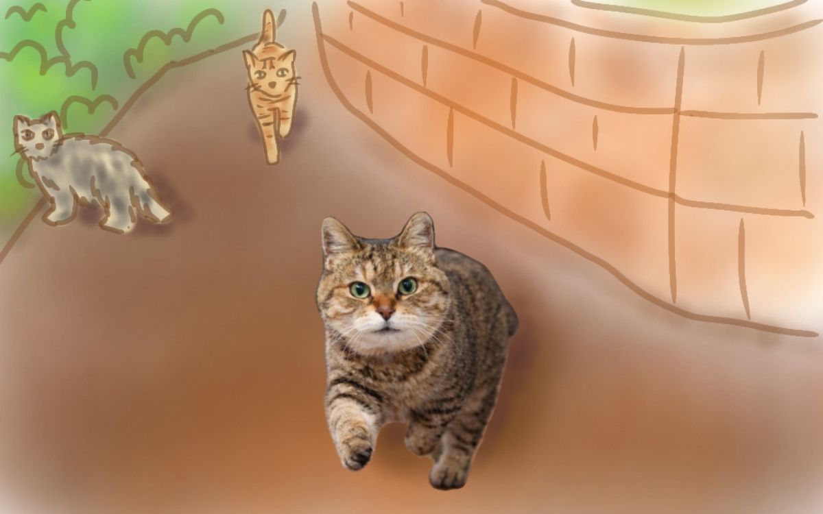 他の猫に追いかけられて走るキジ猫なこ（キジトラ）/ Nako the brown tabby cat running away from another cat
