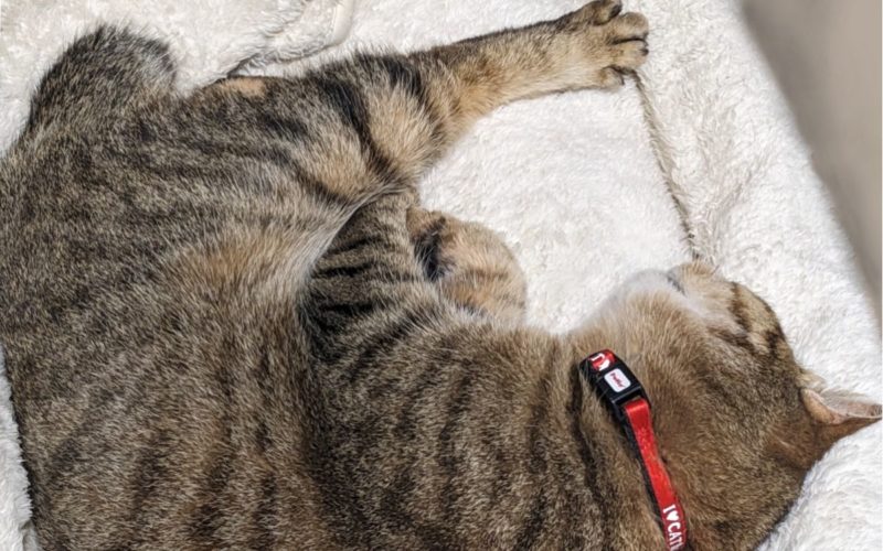 Nako the cat sleeping with her red collar.
