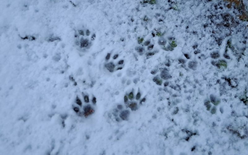 Nako'footprints in the snow
