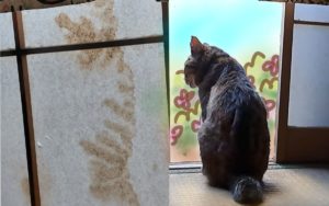 stain that looks like Nako