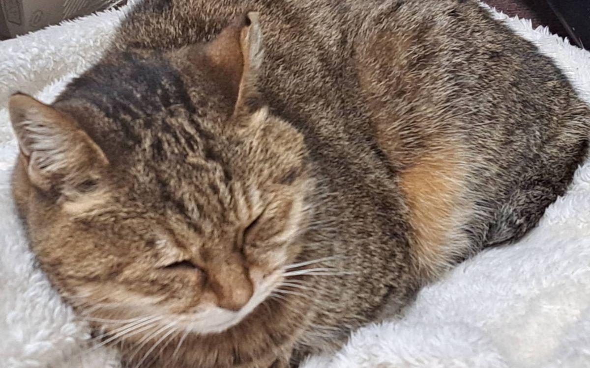 キジ猫なこ（キジトラ）Nako sleeping in her bed